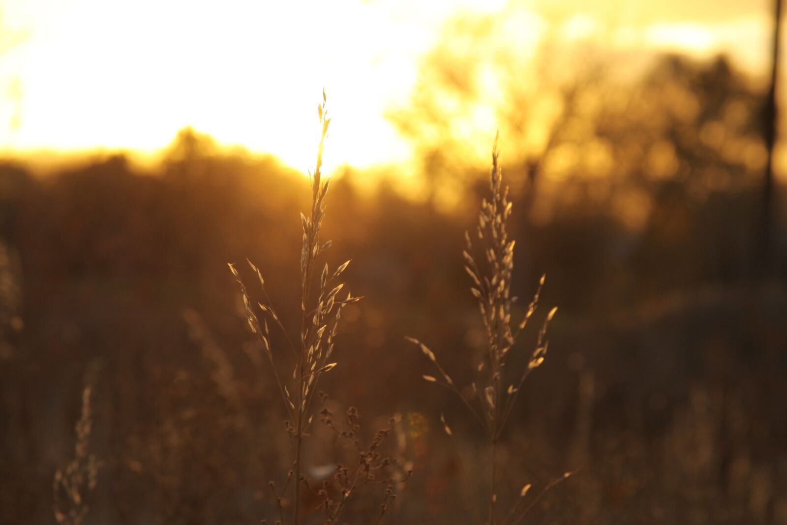 Canon EOS 50D sample photo. Sunset, wheat, sunlight photography