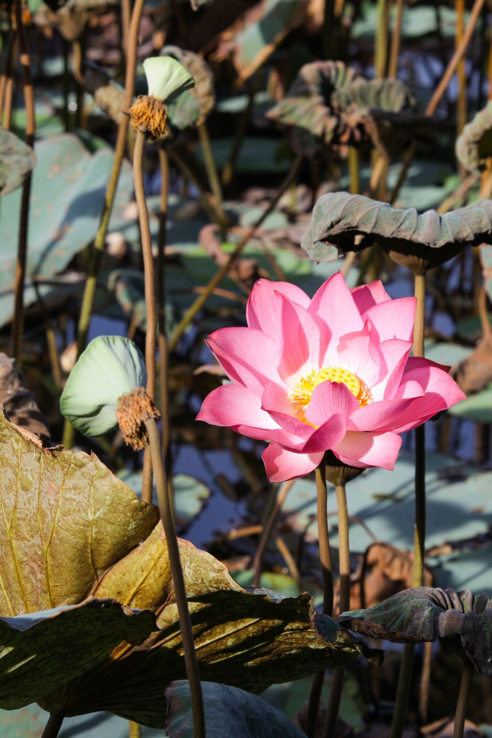 Canon EOS 50D sample photo. Lotus, flower, pink flower photography