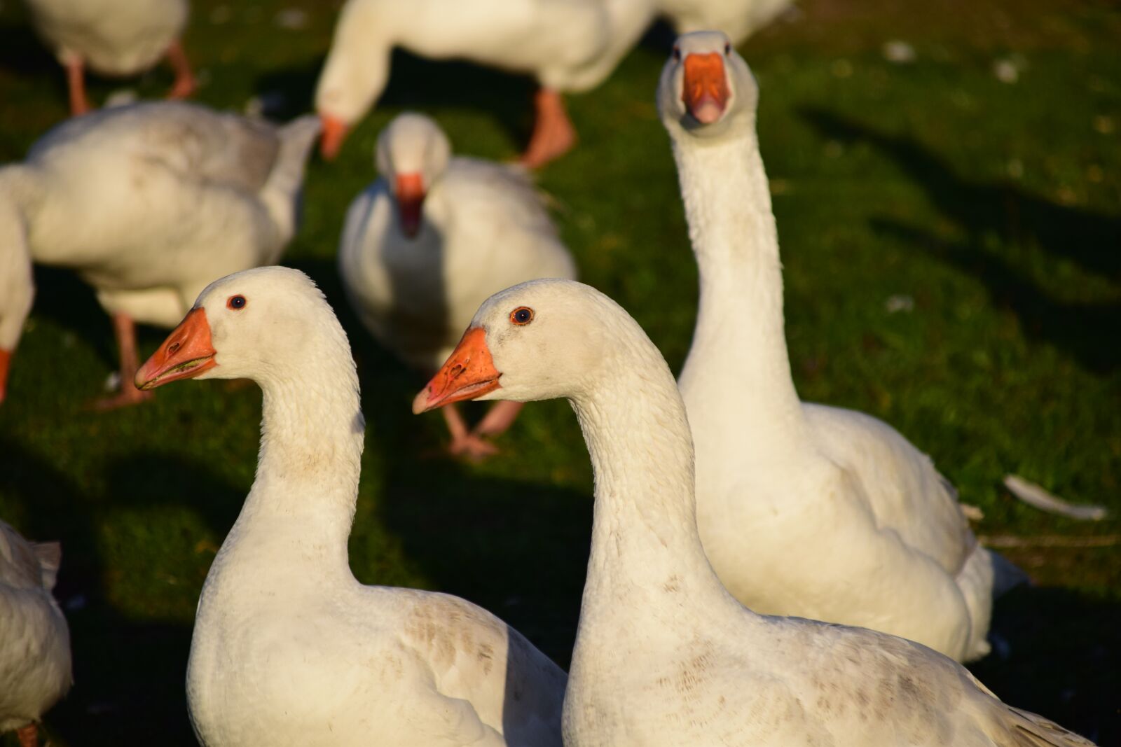 Nikon D3300 sample photo. Geese, geese schaar, house photography