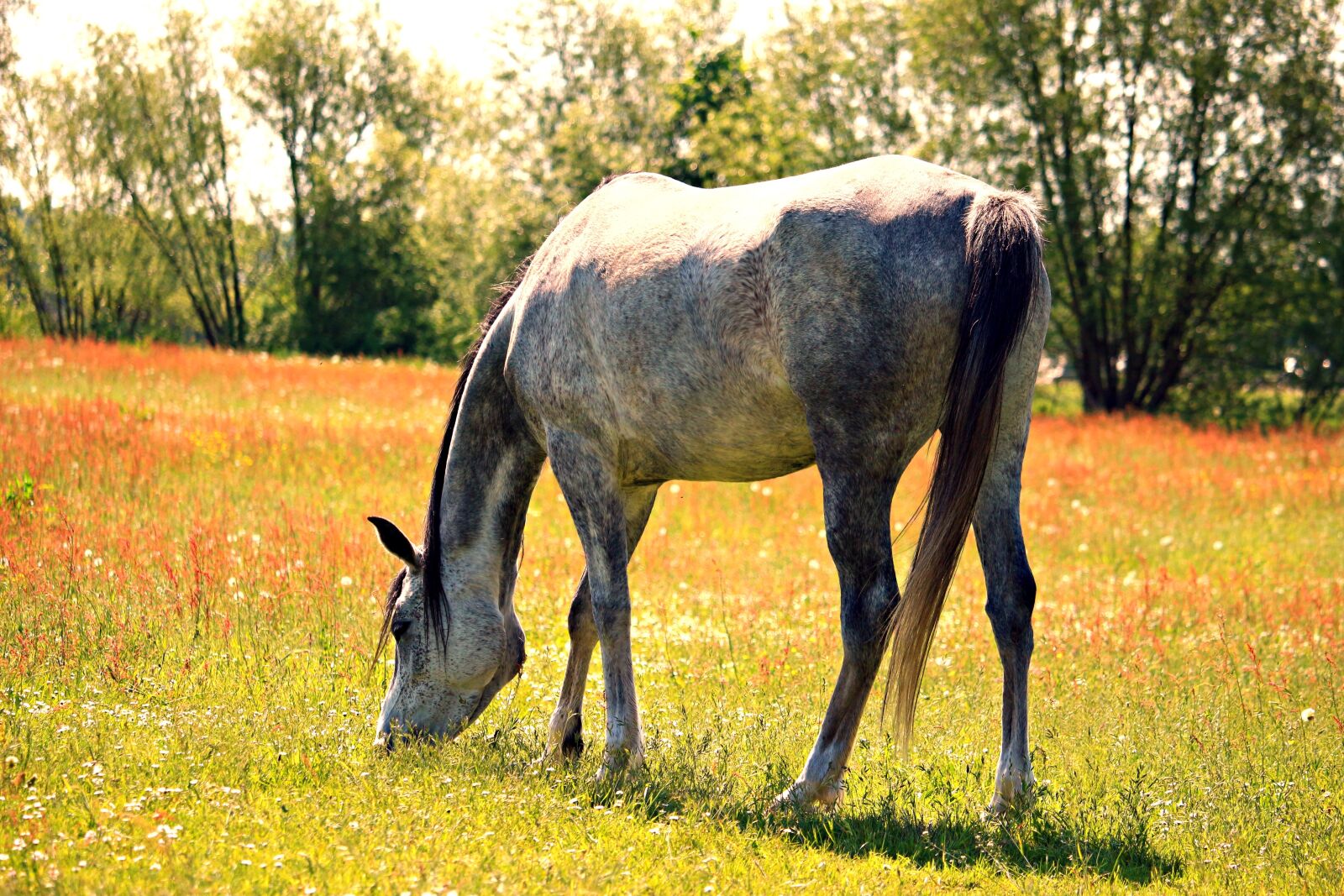 Canon EOS 100D (EOS Rebel SL1 / EOS Kiss X7) sample photo. Horse, mold, pasture photography