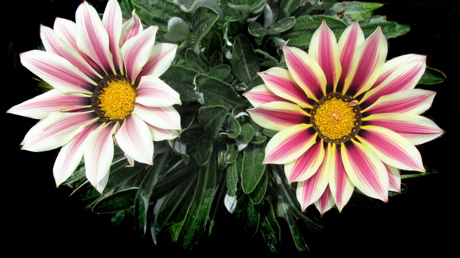 Canon PowerShot SX170 IS sample photo. Daisy, striped, summer photography
