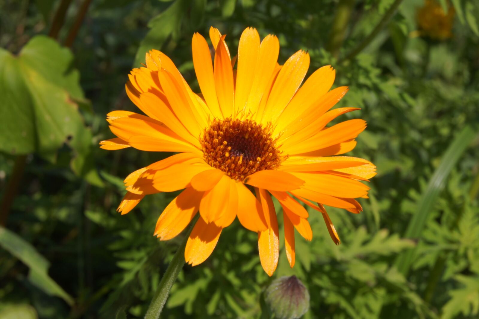 Sony Alpha DSLR-A500 sample photo. Calendula, marigold, orange photography