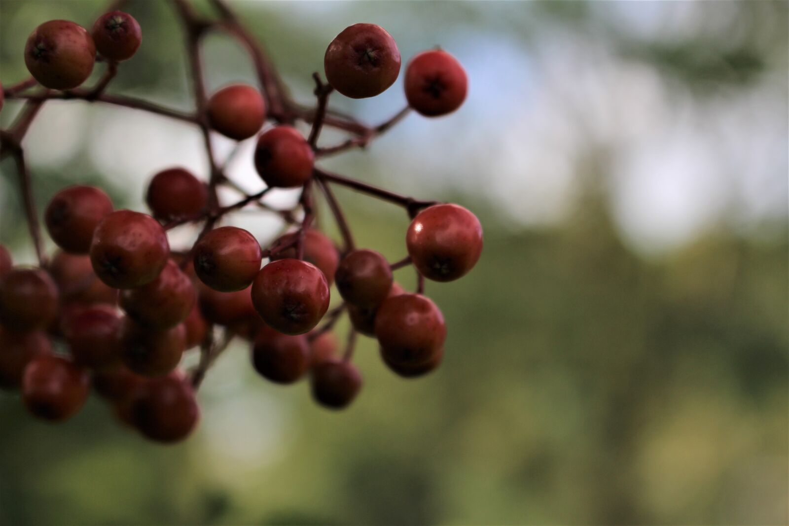 Canon EOS 700D (EOS Rebel T5i / EOS Kiss X7i) sample photo. Spring, berries, hedgerow photography