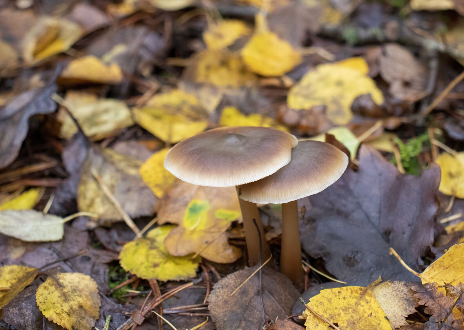 Canon EOS 800D (EOS Rebel T7i / EOS Kiss X9i) sample photo. Butter-cap, mushroom, fungi photography