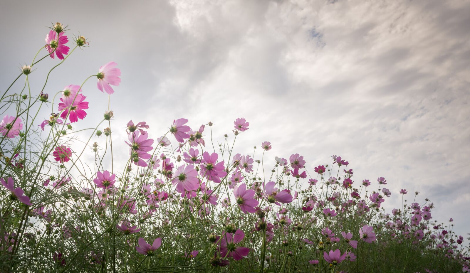 Sony Alpha NEX-5N sample photo. Cosmos, autumn, nature photography