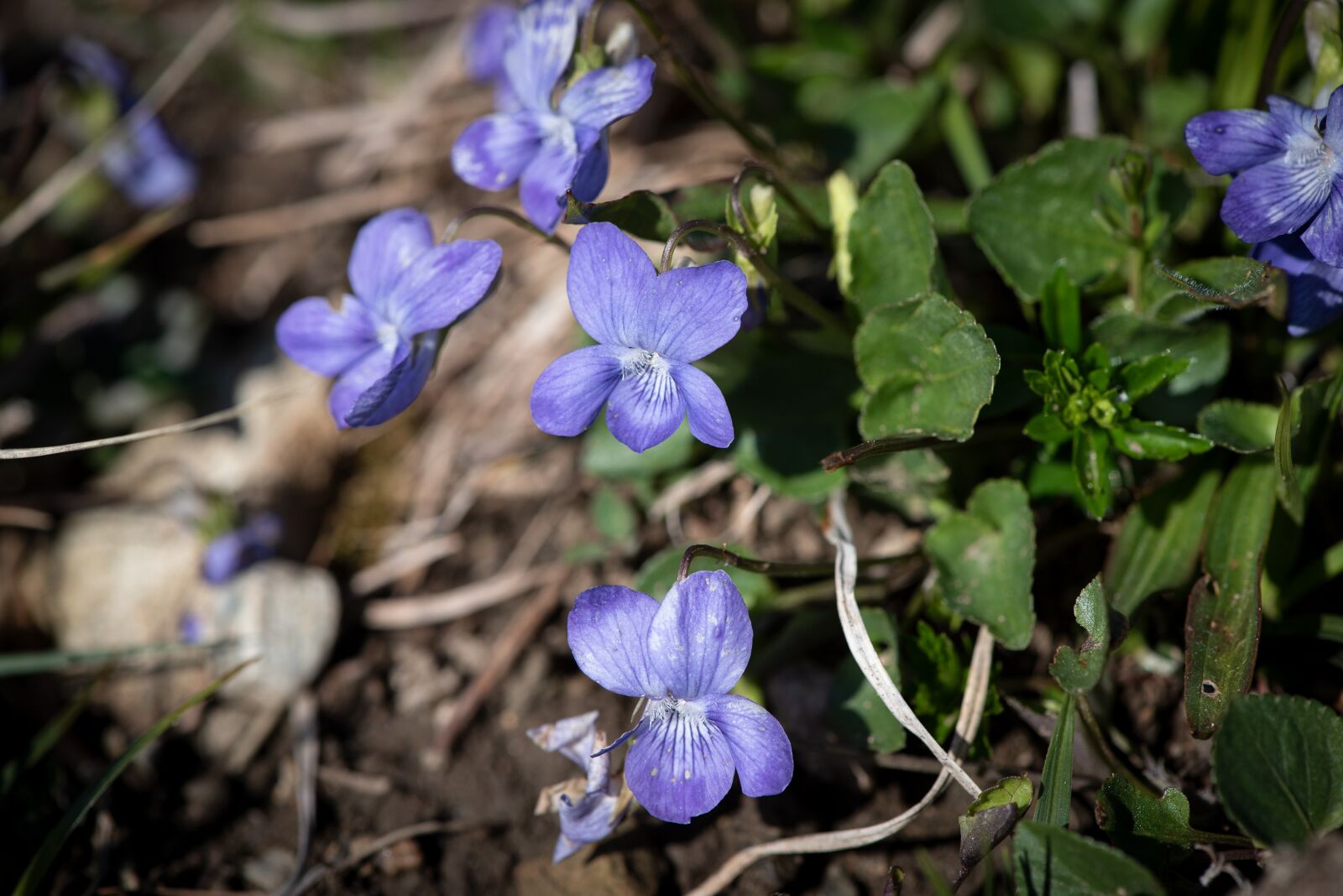 Nikon D750 sample photo. Flowers, blue, nature photography