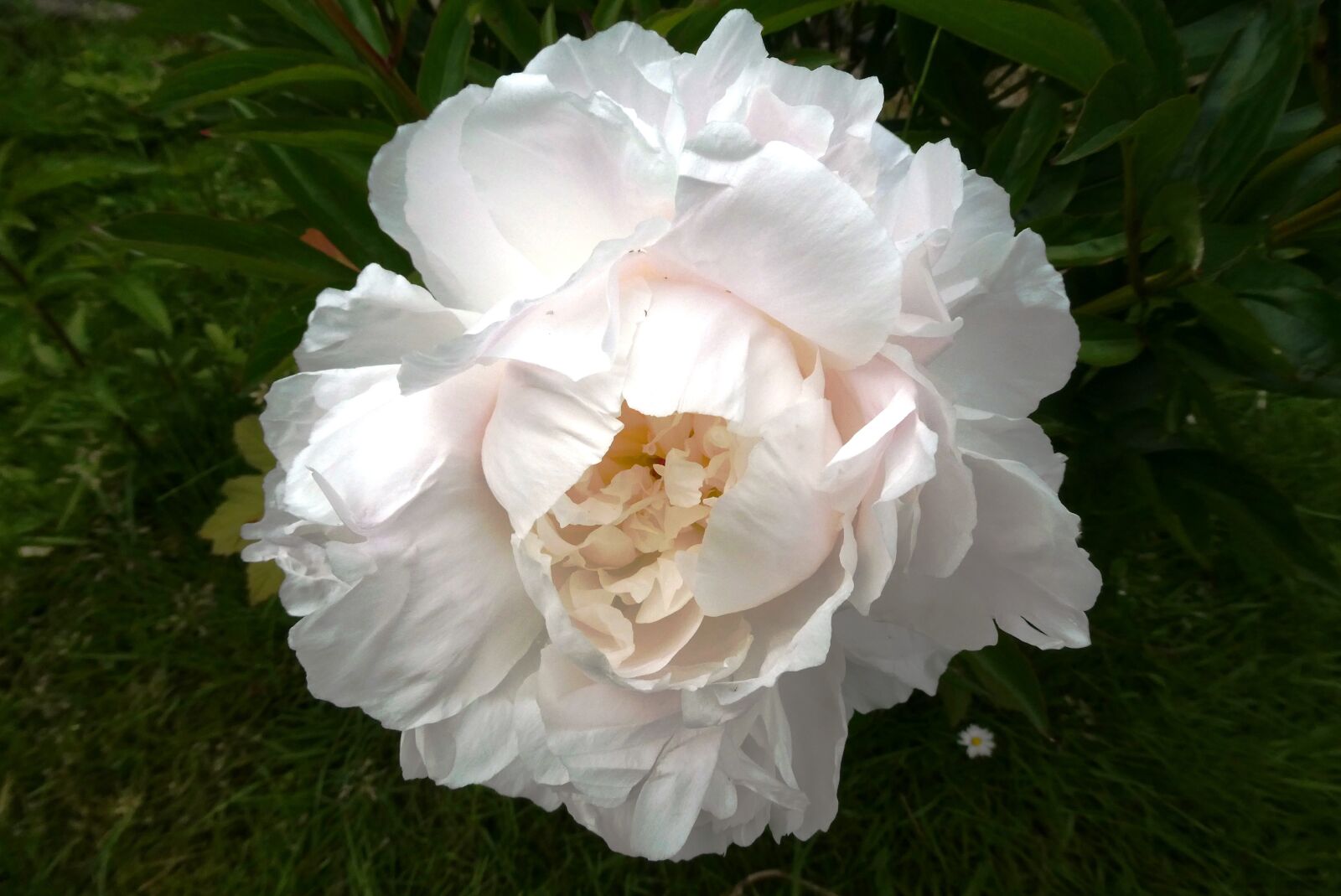 Panasonic Lumix DC-ZS70 (Lumix DC-TZ90) sample photo. Rose, flower, bloom photography