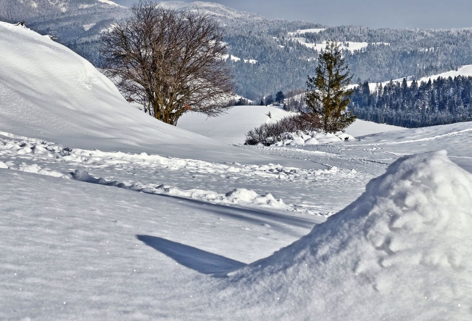 Nikon AF-S DX Nikkor 35mm F1.8G sample photo. Snow, trees, mountains photography