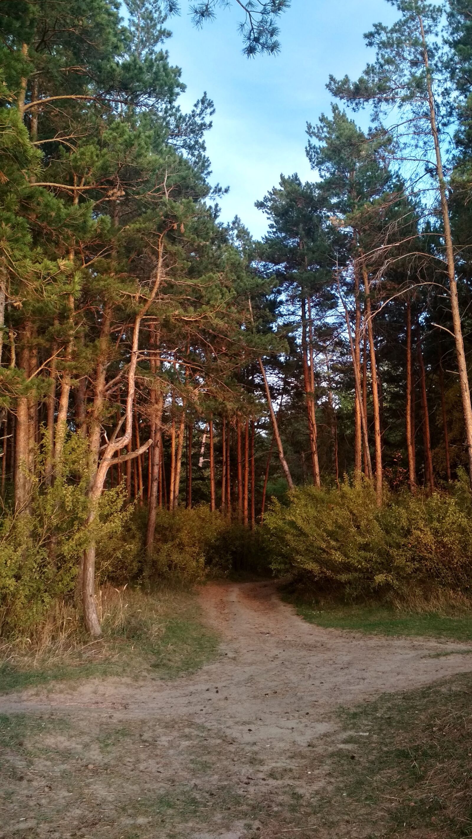 Xiaomi Redmi 4X sample photo. Green, road, nature photography