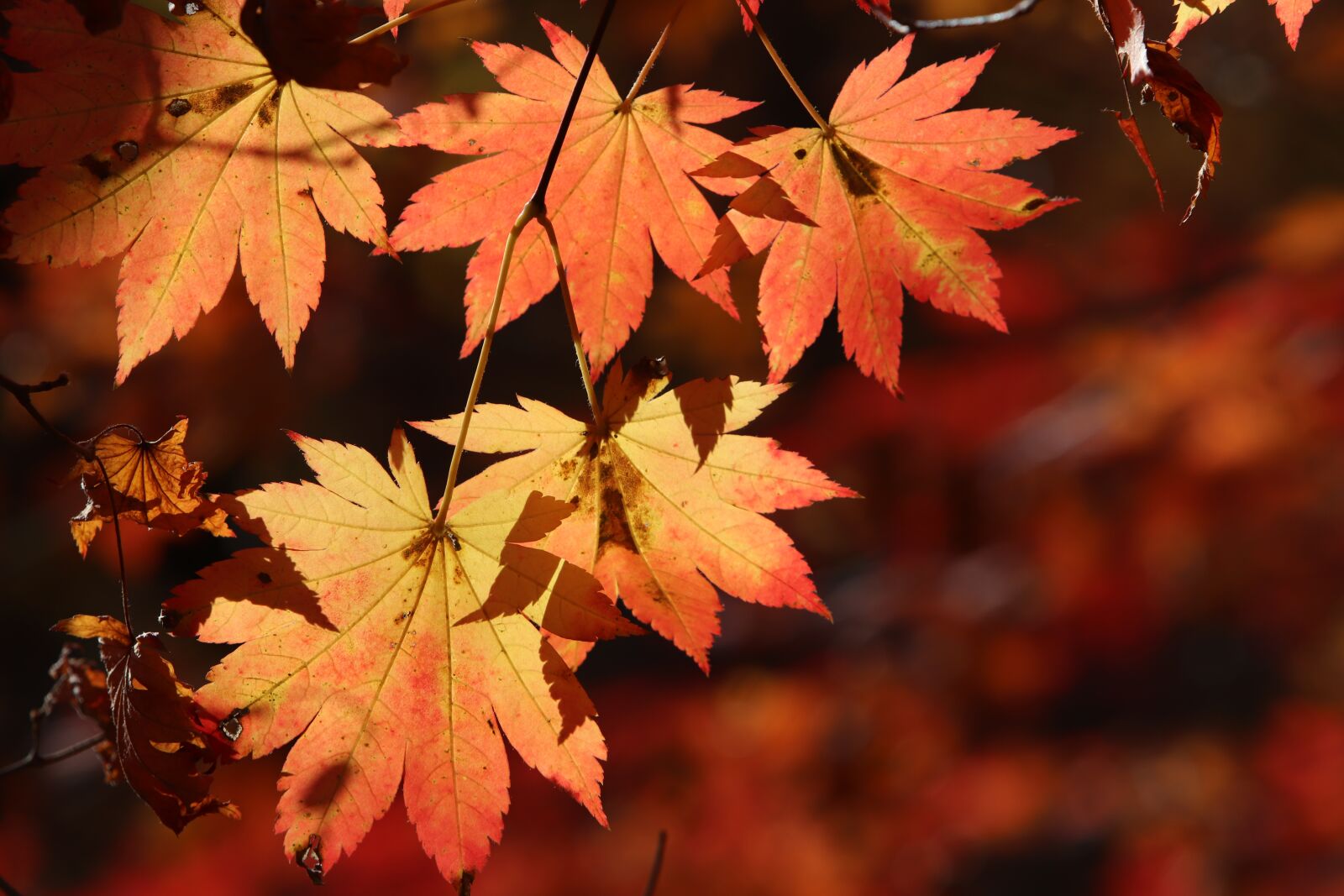 Canon EF 70-200mm F2.8L USM sample photo. Autumn leaves, maple, the photography