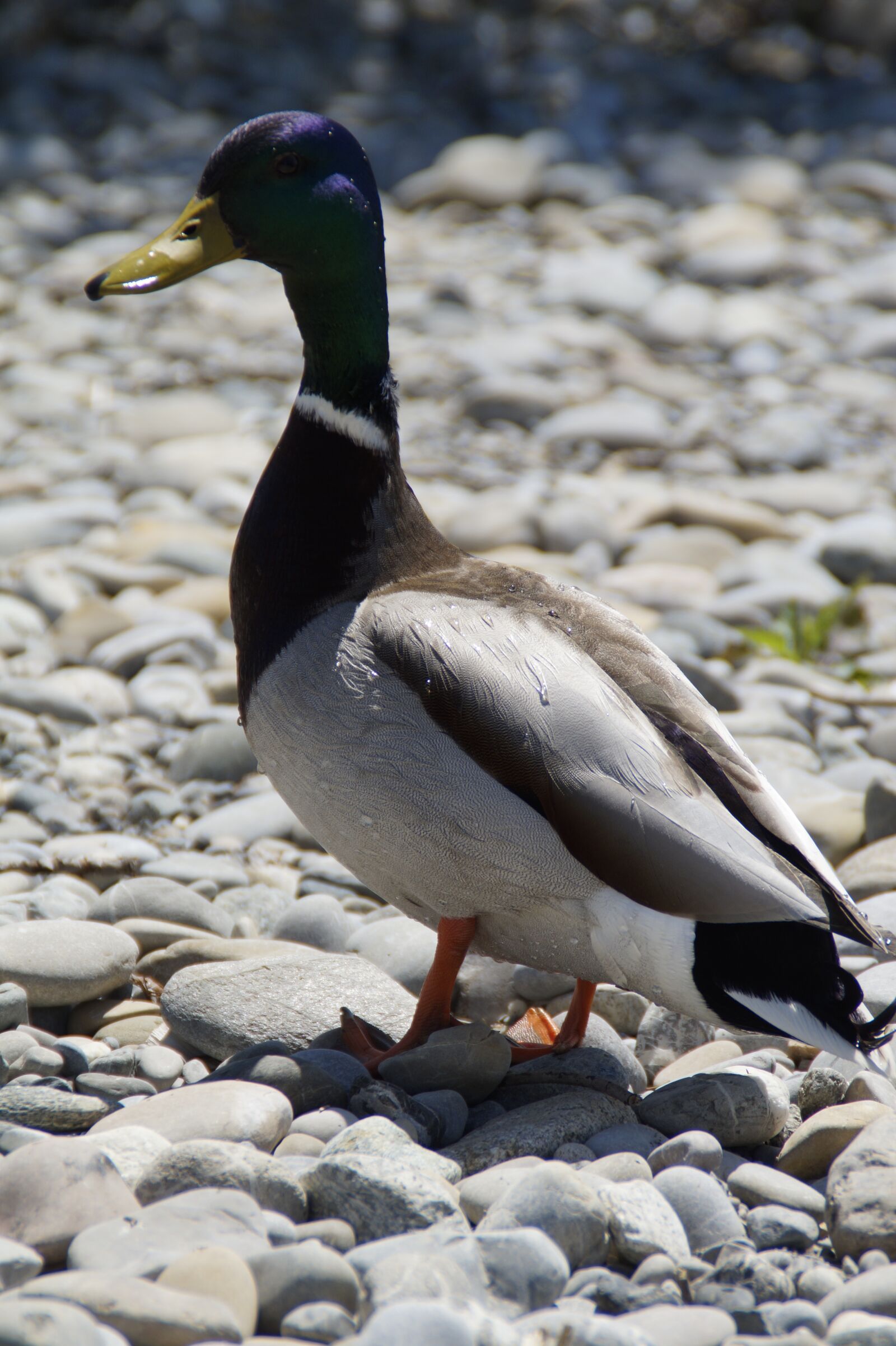 Sony SLT-A58 sample photo. Duck, mallard, bird photography