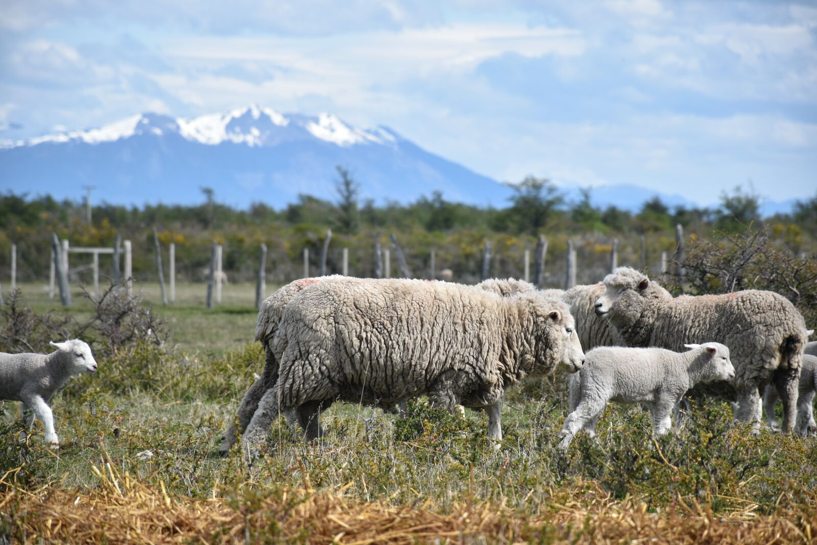 Nikon D5500 sample photo. Patagonia, mountains, landscape photography