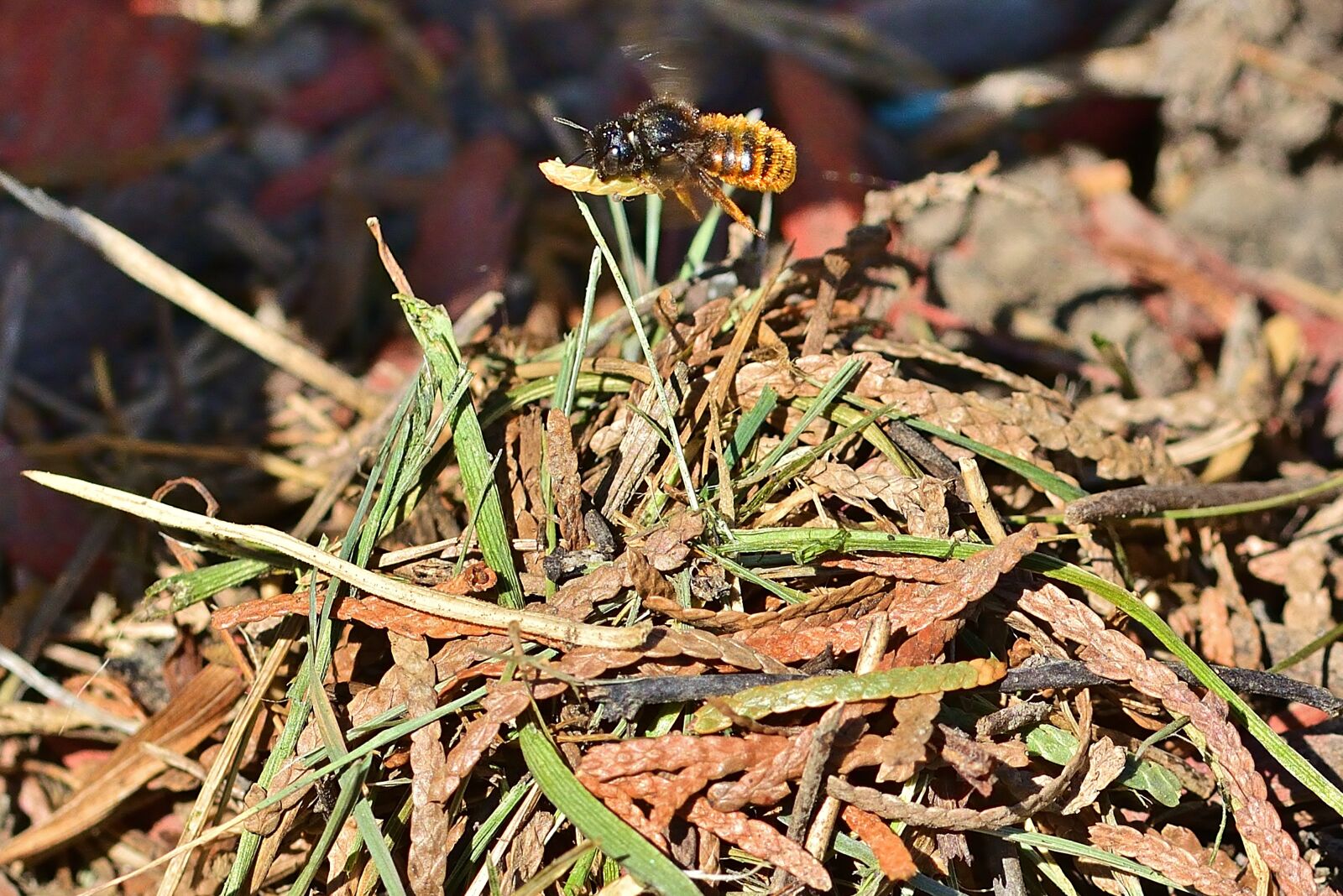 Nikon D5200 sample photo. Garden, wild bee, nest photography
