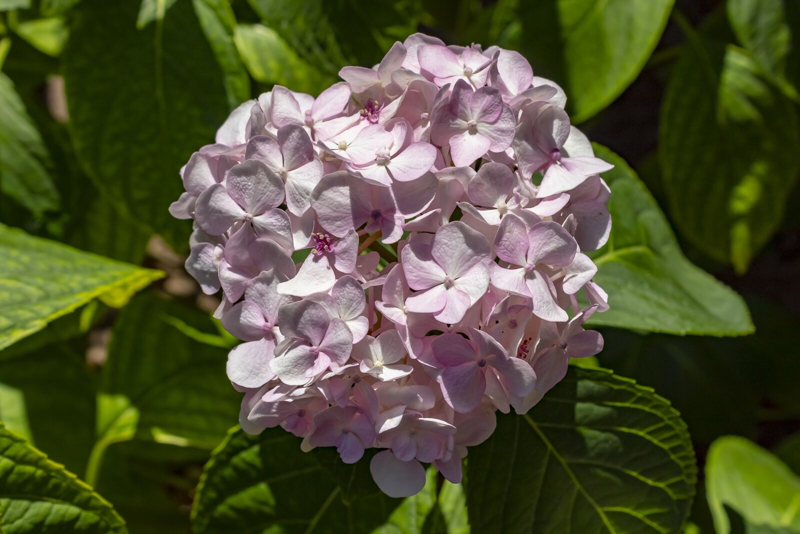 Canon EOS 1300D (EOS Rebel T6 / EOS Kiss X80) sample photo. Hydrangea, pink, flower photography
