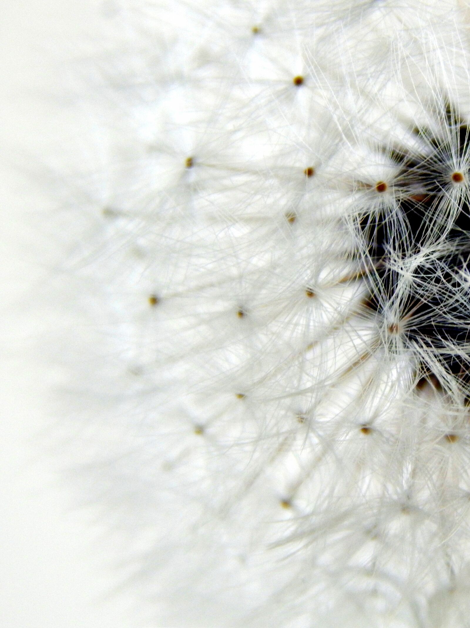 Nikon Coolpix L820 sample photo. Dandelion, macro photography, dandelion photography