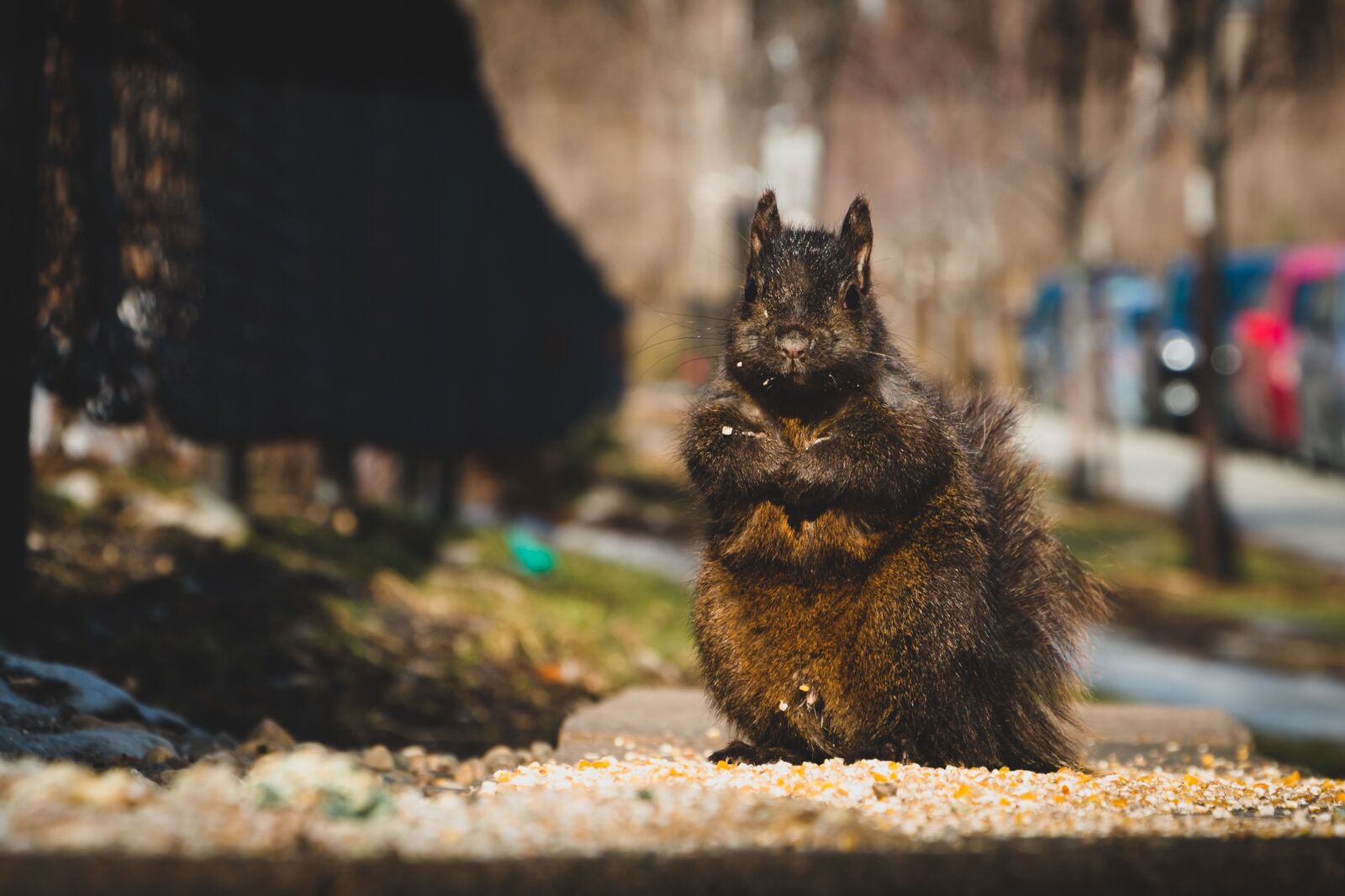 Canon EOS 70D sample photo. Squirrel, animals, urban photography