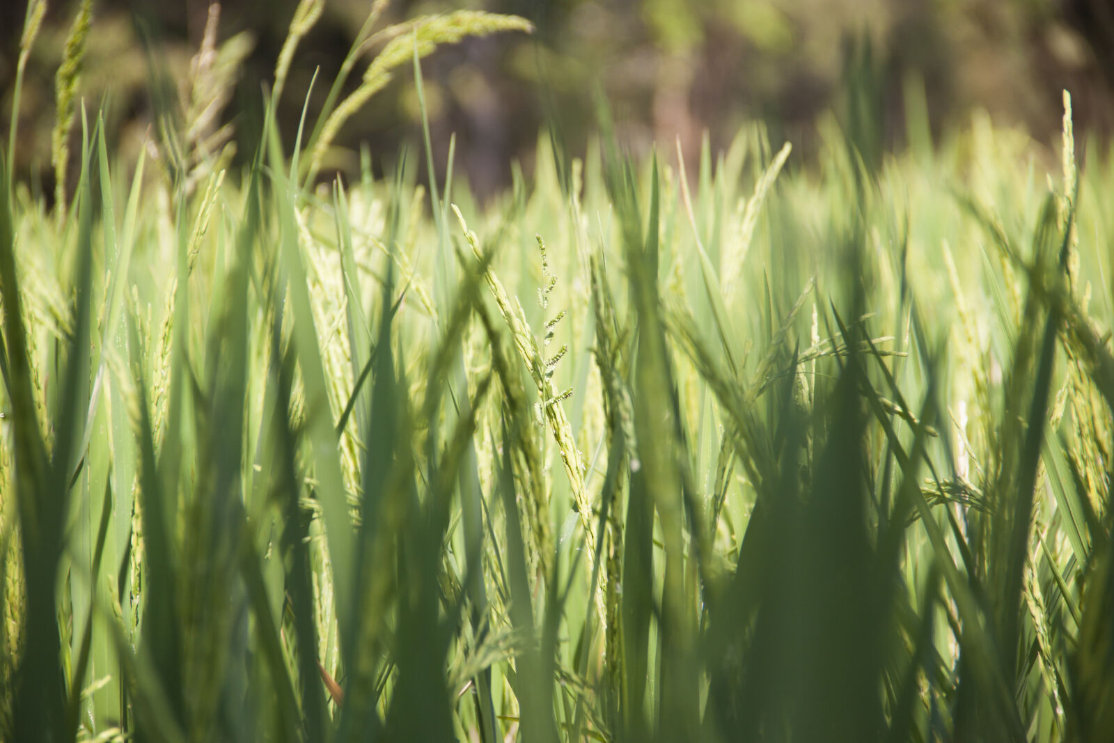 Canon EOS 500D (EOS Rebel T1i / EOS Kiss X3) sample photo. Field, green, rice, rice photography