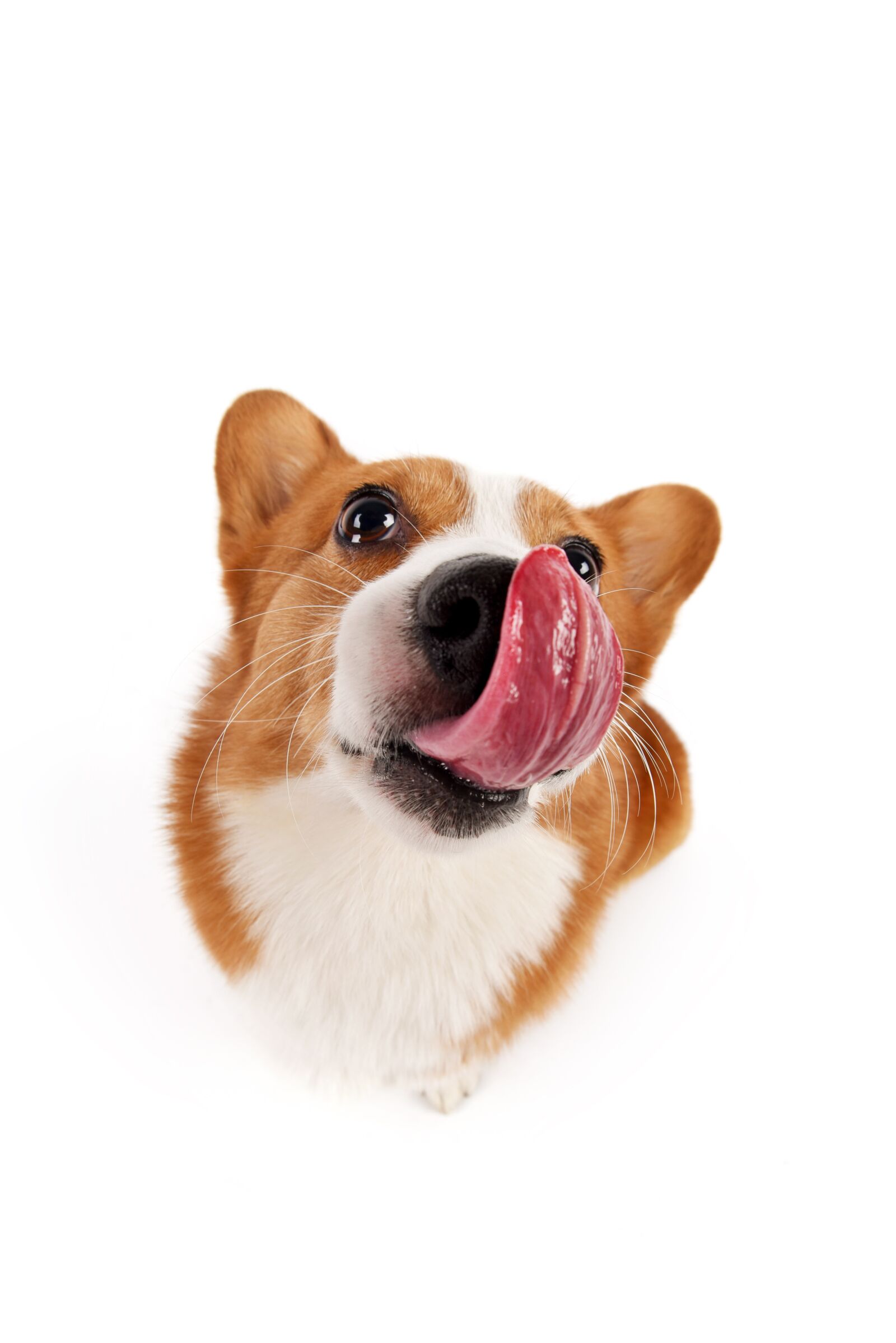 Nikon D750 sample photo. Pets, dog photography