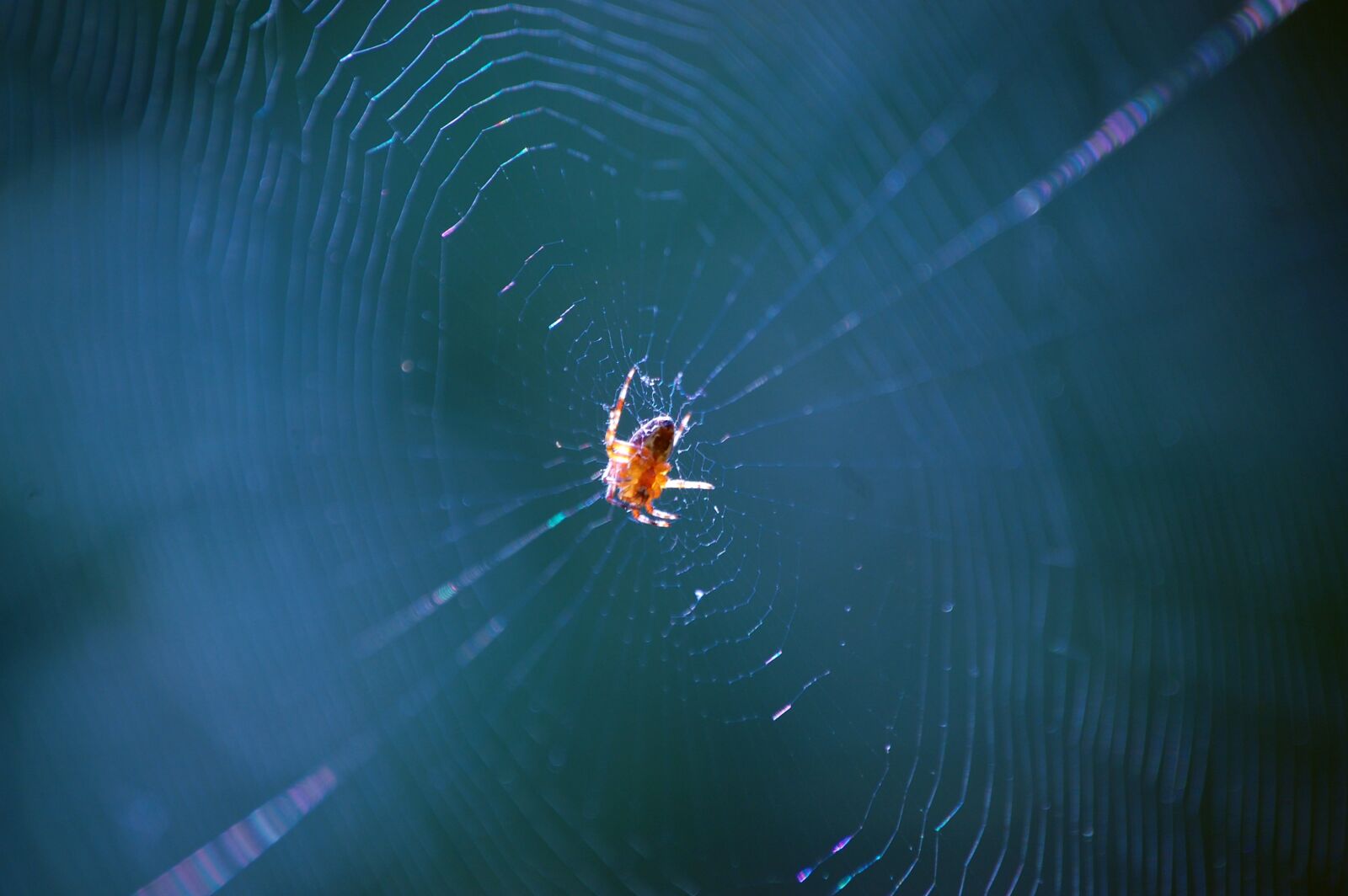 Nikon D40 sample photo. Spider, web, insect photography