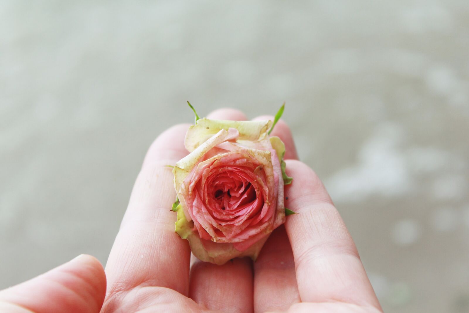 Canon EOS 1200D (EOS Rebel T5 / EOS Kiss X70 / EOS Hi) sample photo. Rose, rose flower, blossom photography