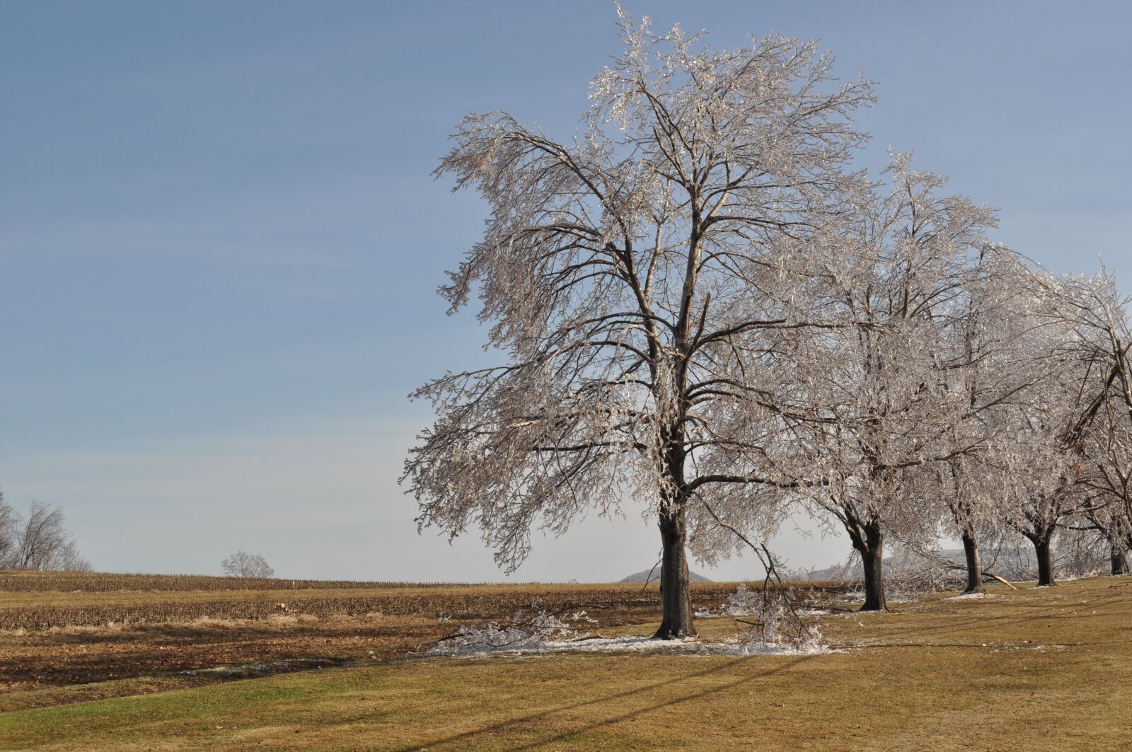 Nikon D5000 sample photo. Ice covered trees, storm photography