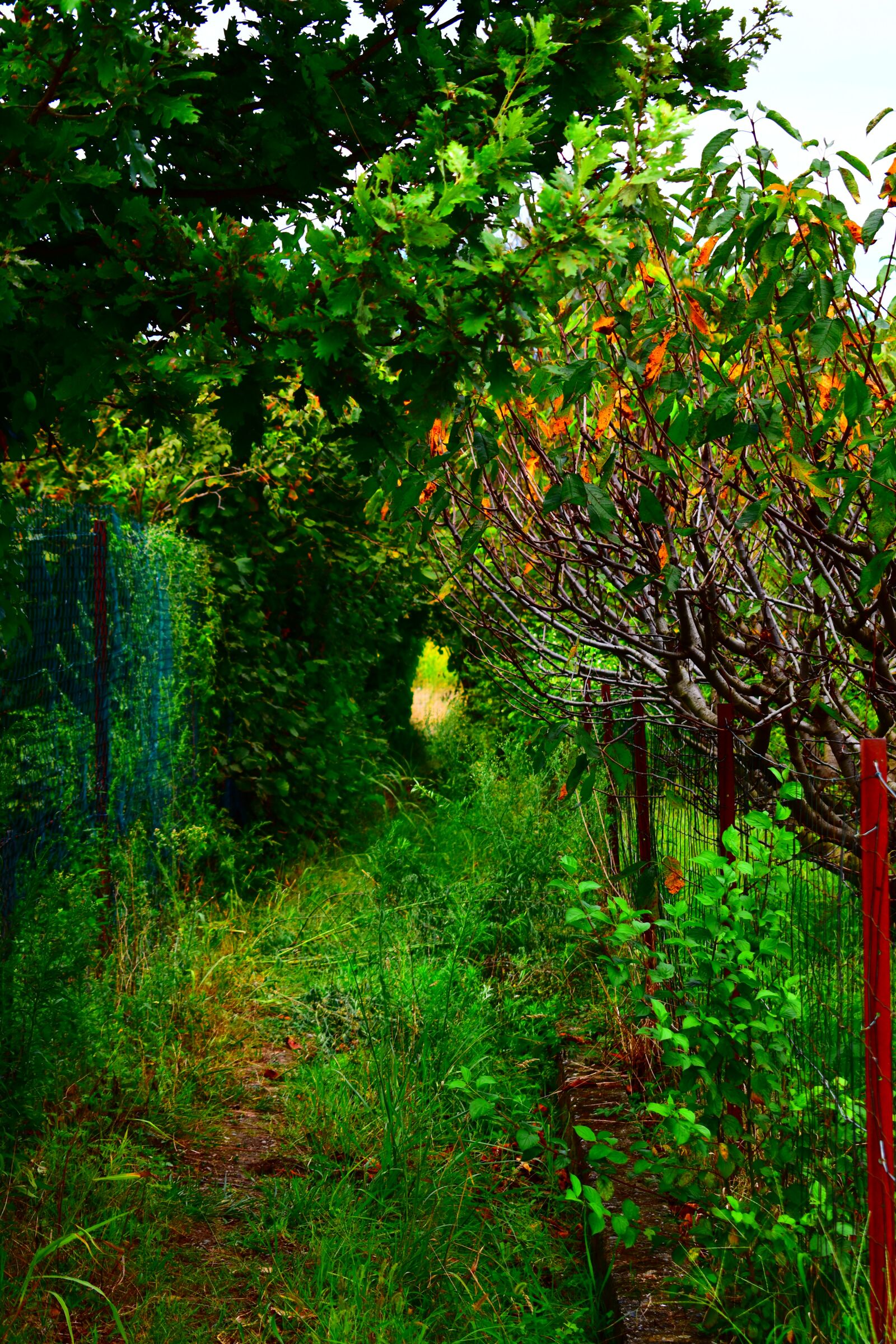 Nikon D3500 sample photo. Path, garden, passage photography