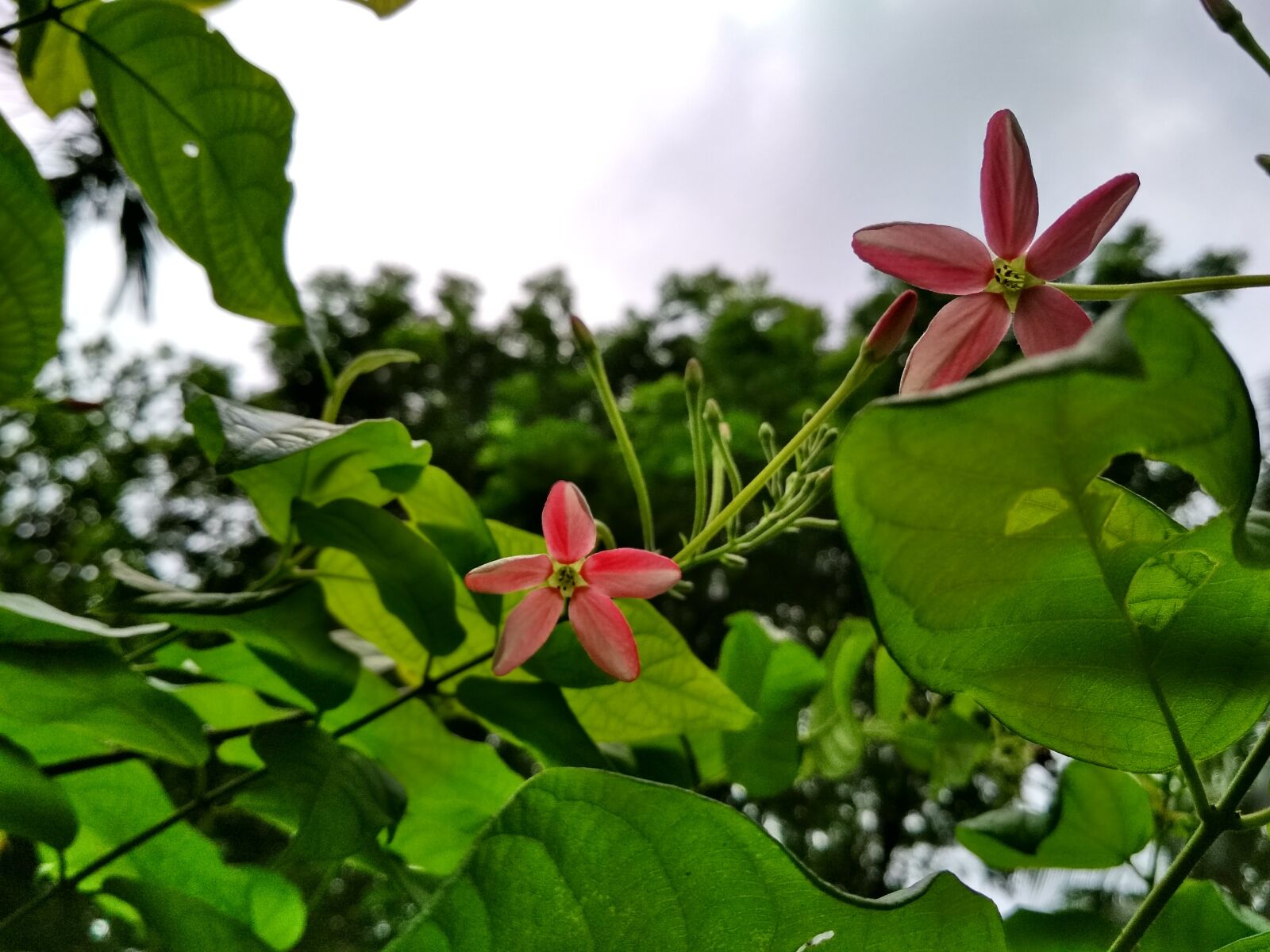 Xiaomi Redmi 4 Pro sample photo. Madhobi lata flower, leaf photography