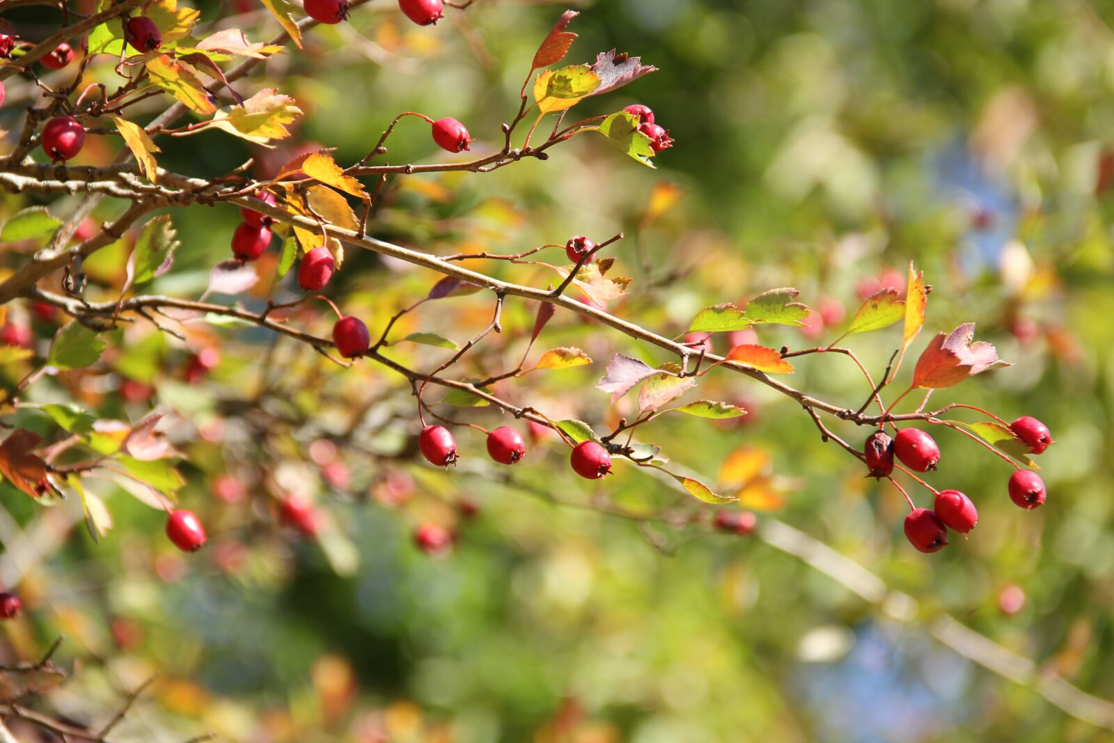 Canon EOS 60D sample photo. Nature, autumn, light photography
