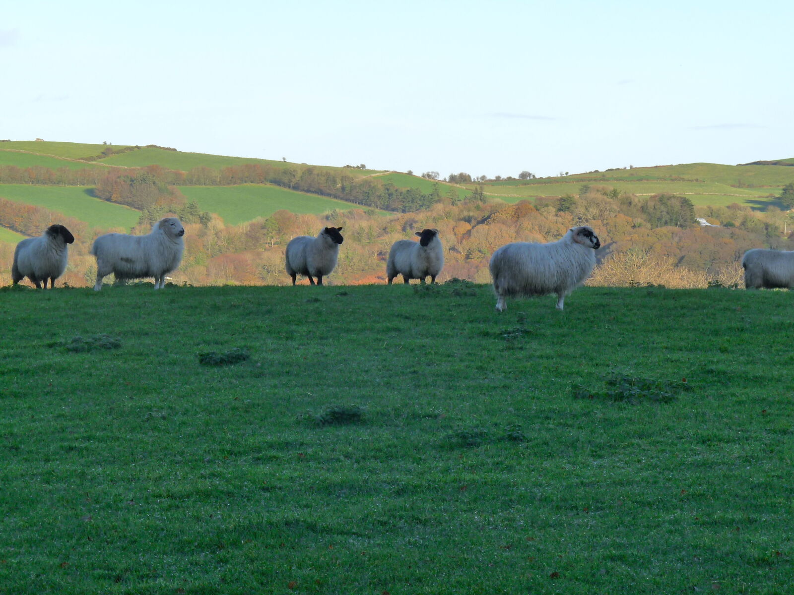 Panasonic Lumix DMC-FZ28 sample photo. Countryside, ireland, sheep photography