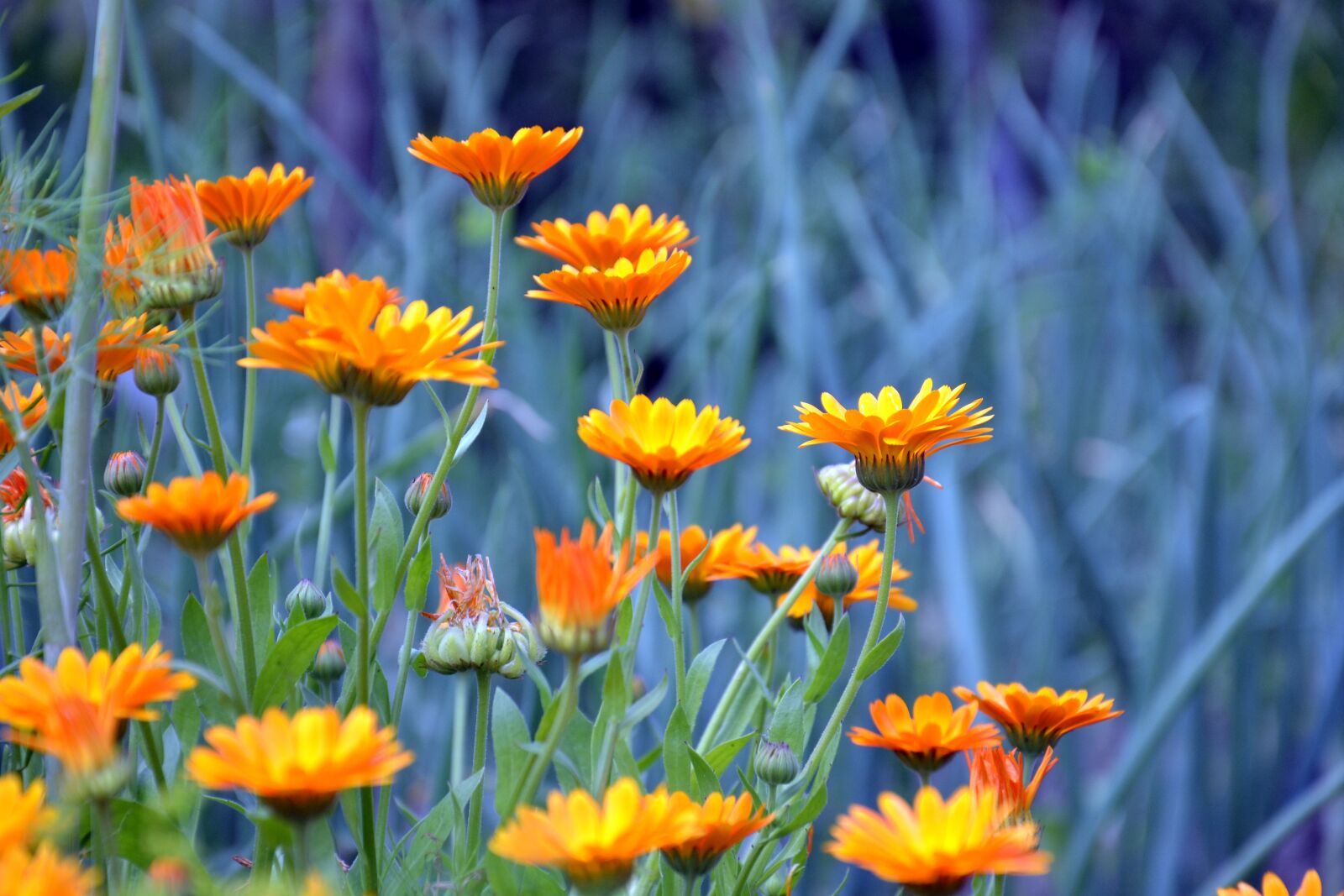 Nikon D3100 sample photo. Calendula, calendula officinalis, plant photography