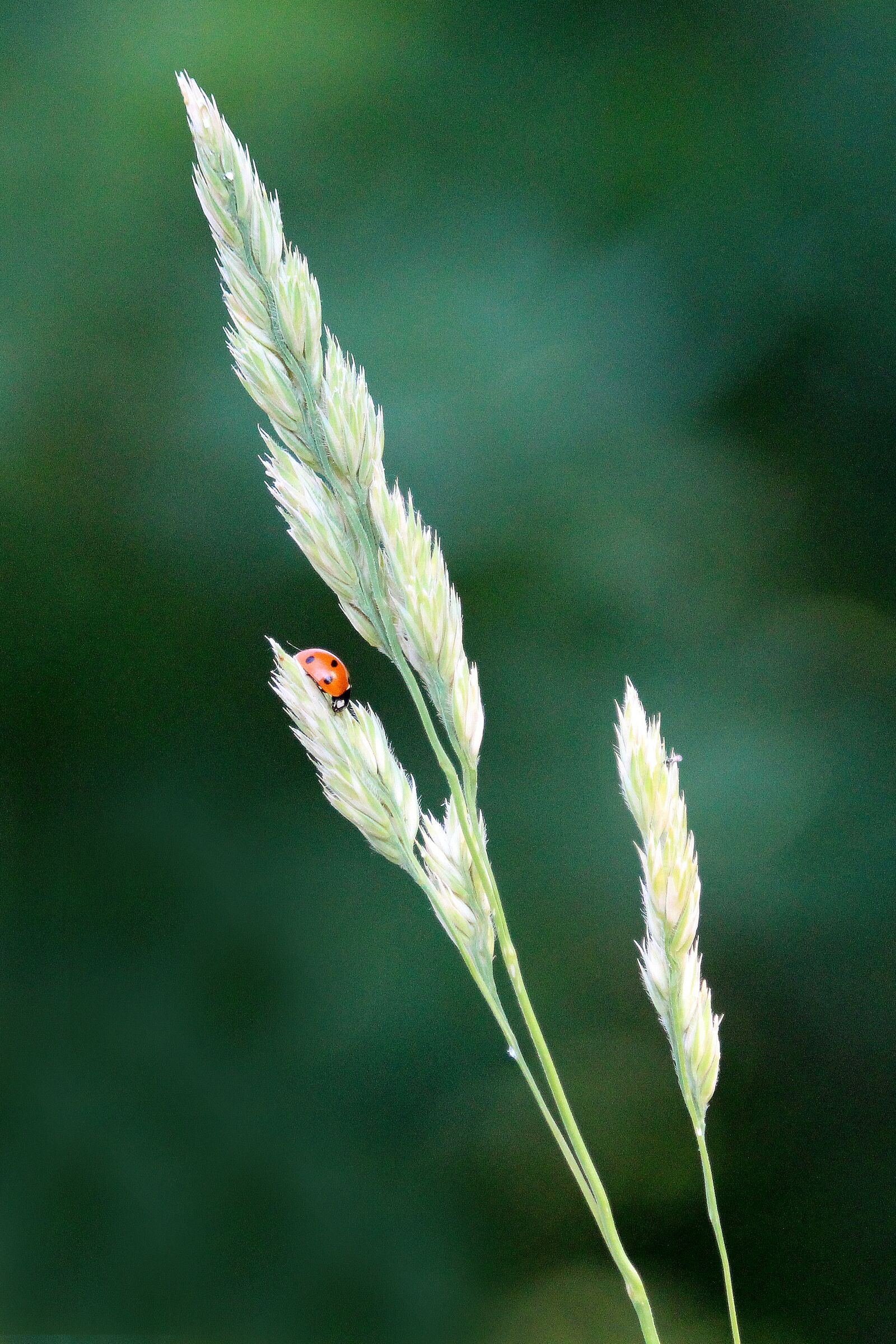 Canon EOS 700D (EOS Rebel T5i / EOS Kiss X7i) sample photo. Ladybug, grasses, nature photography