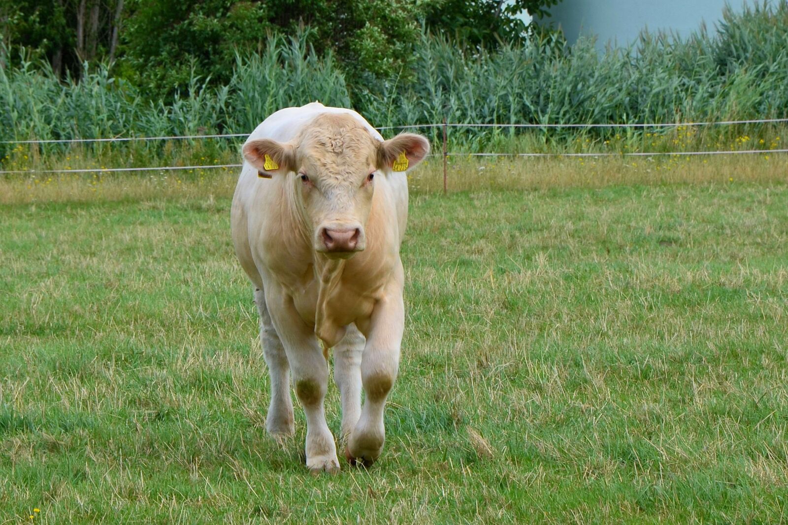 Nikon D5100 sample photo. Cow, pasture, beef photography