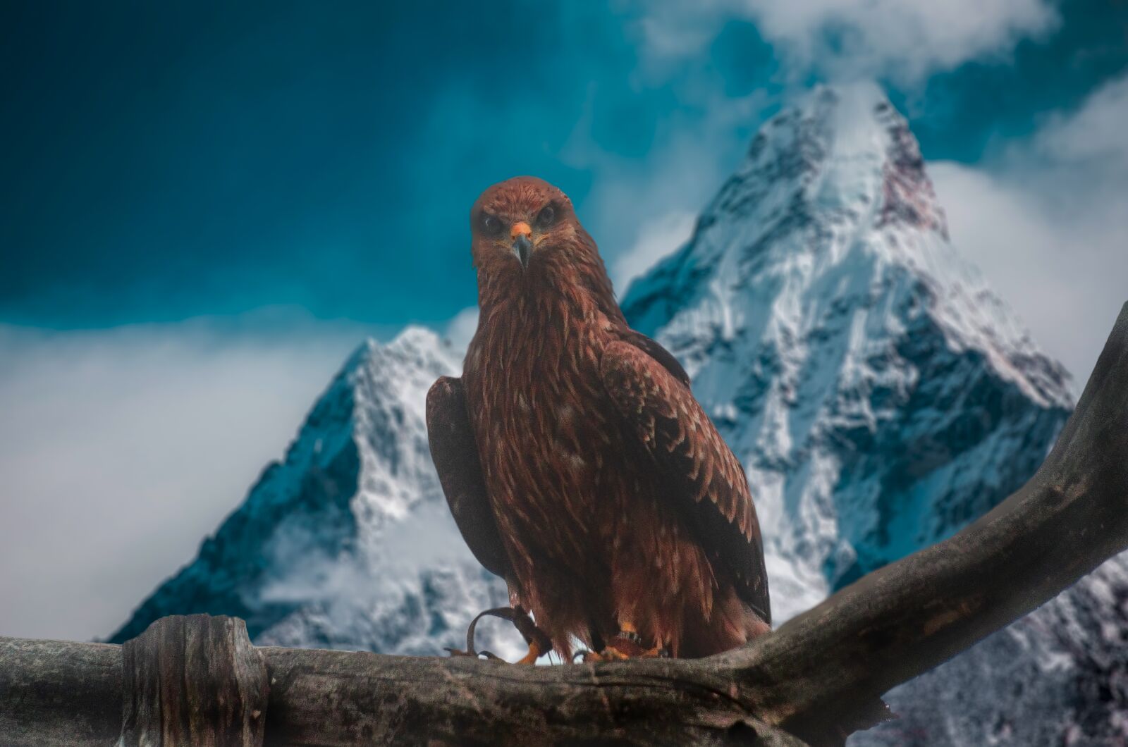Nikon D7000 sample photo. Raptor, eagle, mountain photography