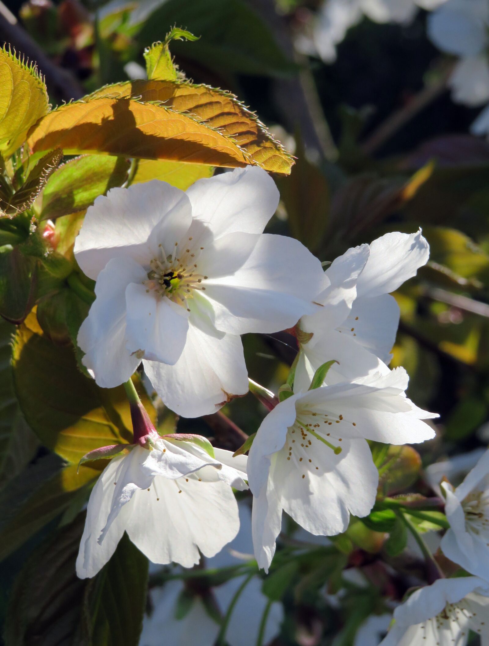 Canon PowerShot SX540 HS sample photo. Blossom, flower, white photography