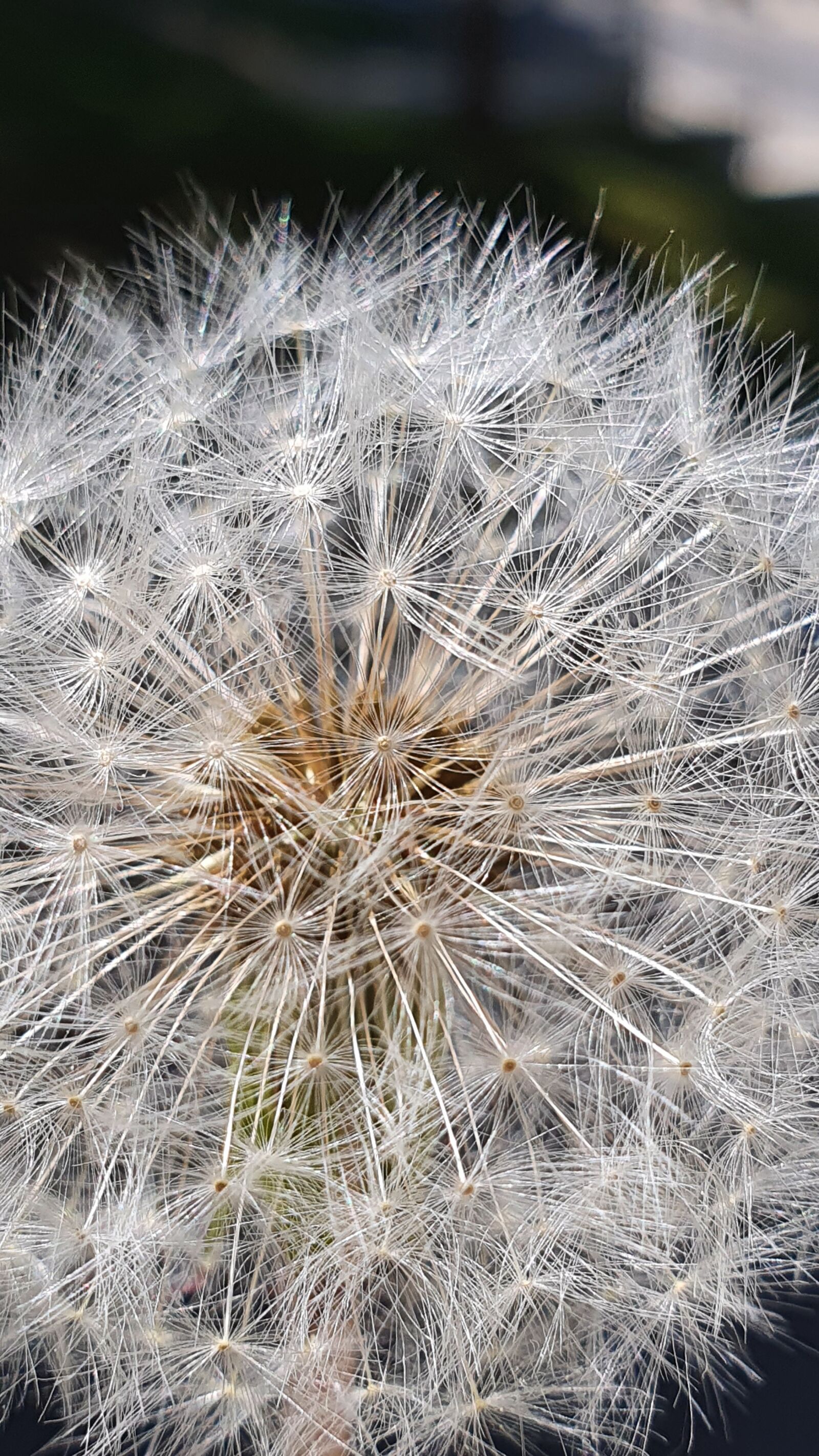Samsung Galaxy S10+ sample photo. Dandelion, spring, close up photography