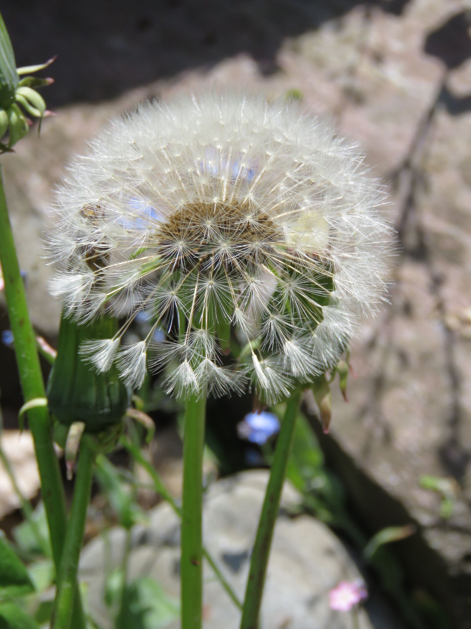 Canon PowerShot SX60 HS sample photo. Dandelion, fluff, nature photography