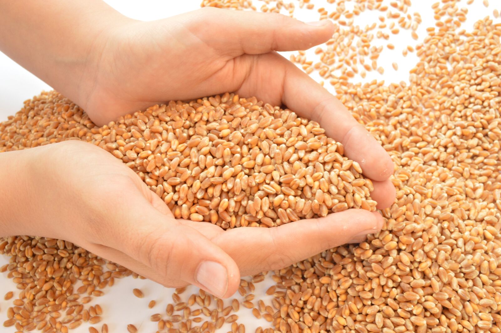 Nikon D3200 sample photo. Wheat, hands, grains photography