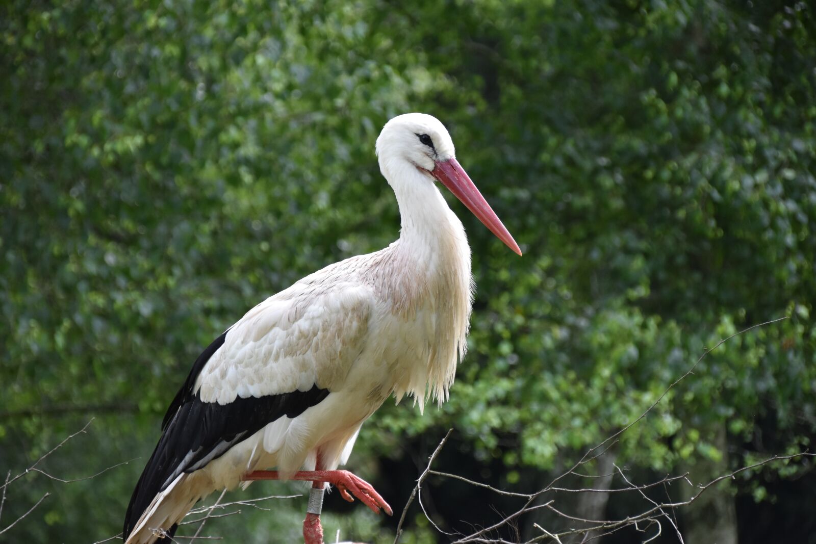 Nikon D5500 sample photo. Stork, animal, bird photography