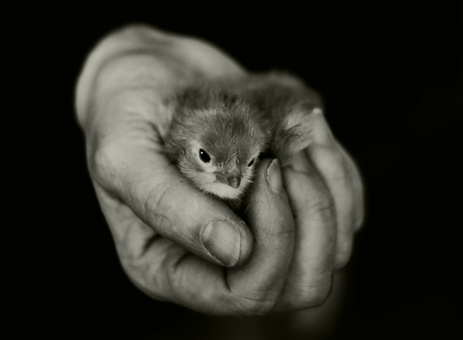 Nikon D5200 sample photo. Hand, chicks, keep photography