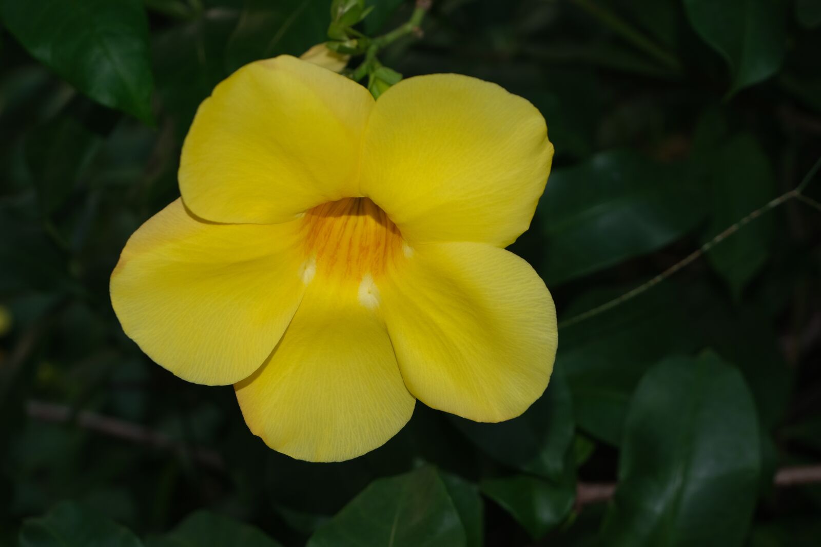 Fujifilm X-T30 sample photo. Yellow, flower, plant photography