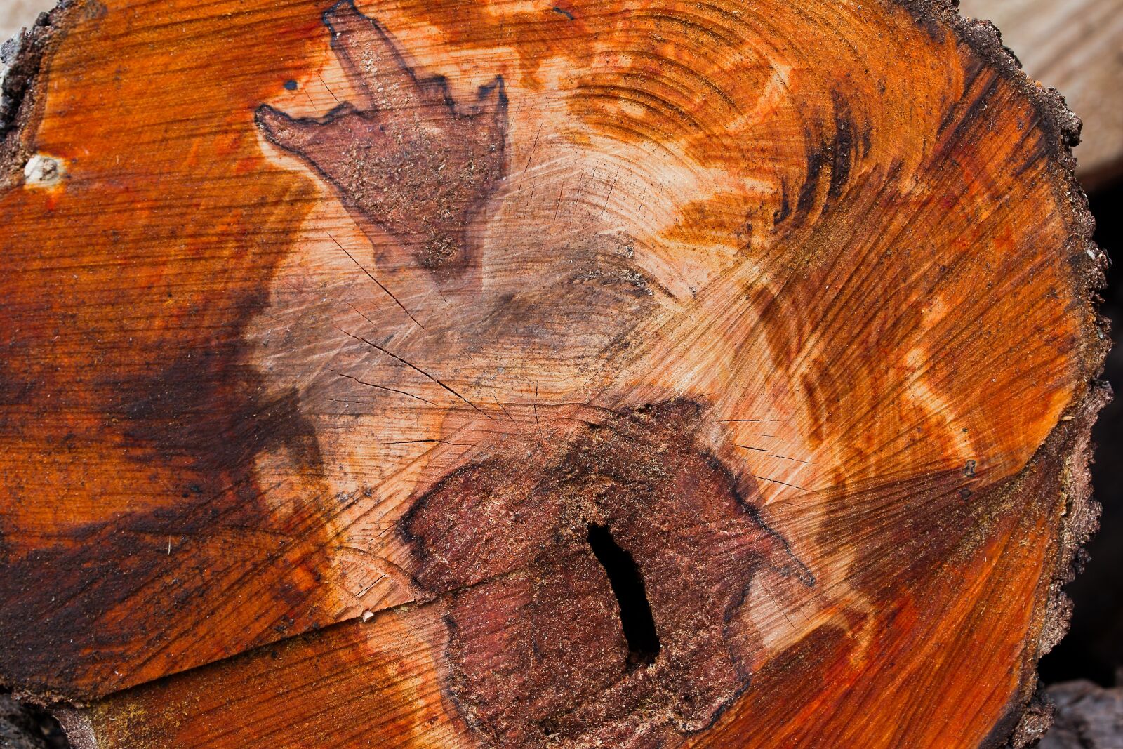 Canon EOS 6D sample photo. Nature, pattern, background photography
