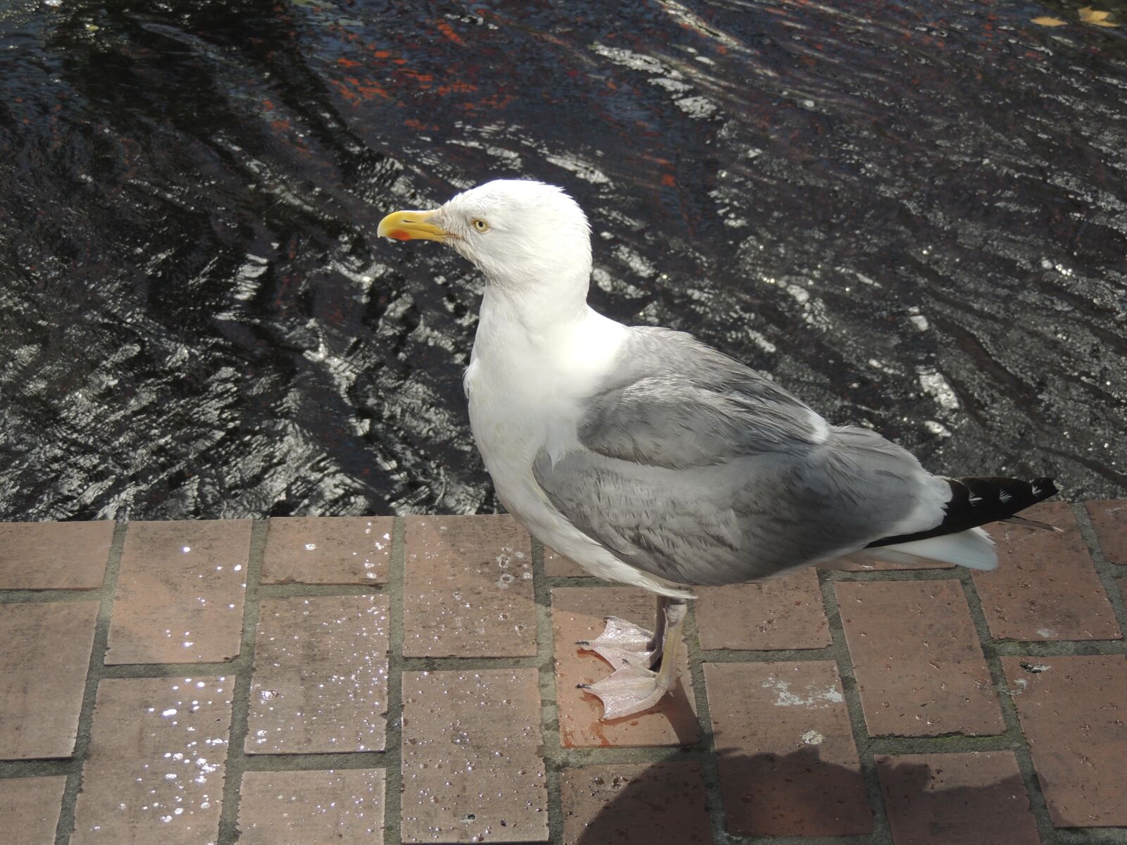 Nikon Coolpix P510 sample photo. Seagull, bird, sea photography