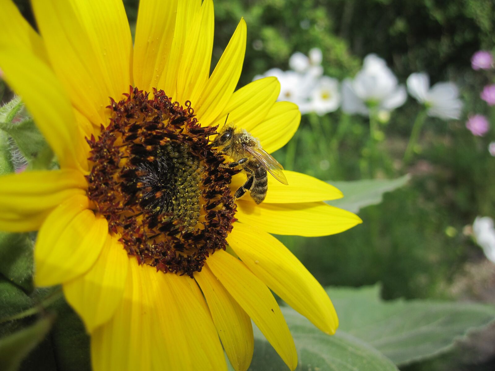 Canon PowerShot SD780 IS (Digital IXUS 100 IS / IXY Digital 210 IS) sample photo. Flower, light, bee photography