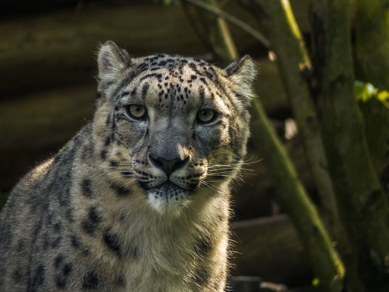 Panasonic Lumix DMC-FZ300 sample photo. Panther, zoo, feline photography