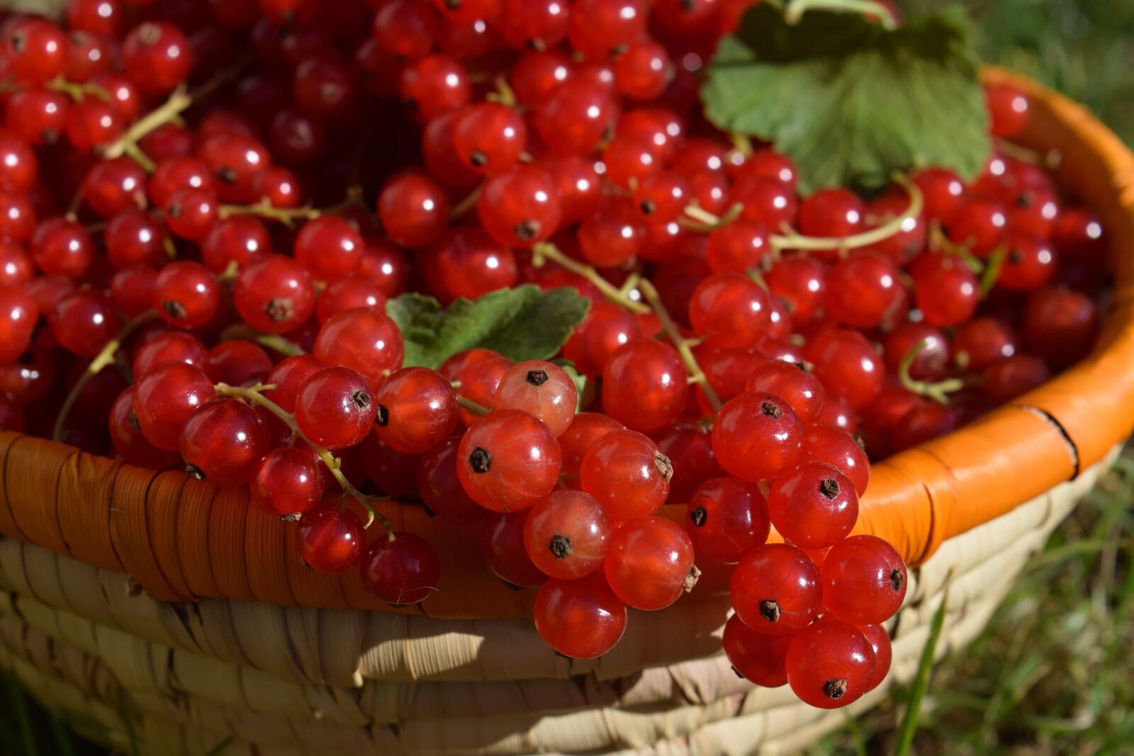Nikon D3300 sample photo. Sweet, diet, berry, currant photography
