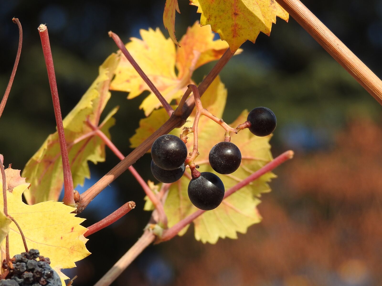 Nikon Coolpix P900 sample photo. Grapes, screw, leaves photography