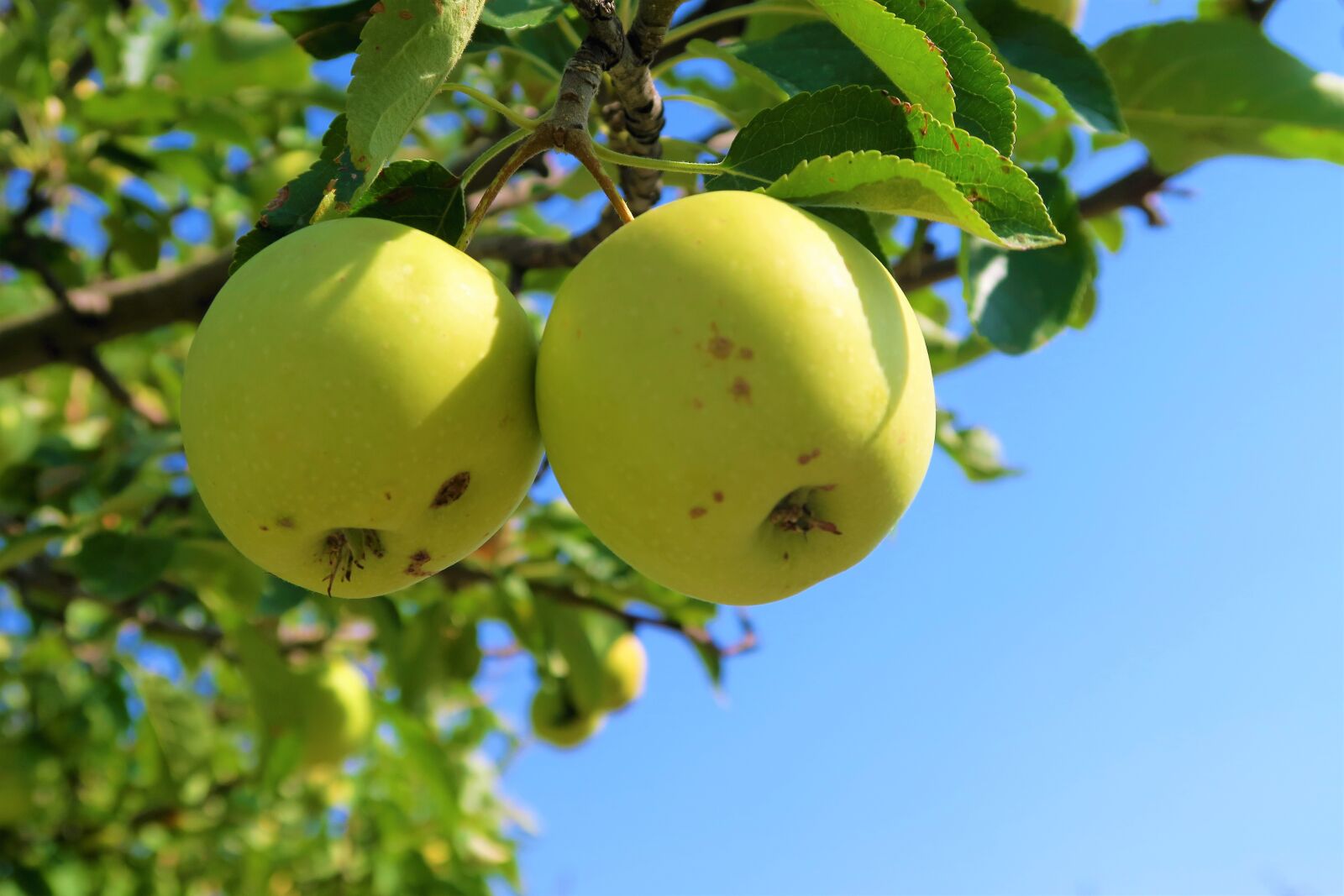 Canon PowerShot G7 X sample photo. Apple, fruit, tree photography