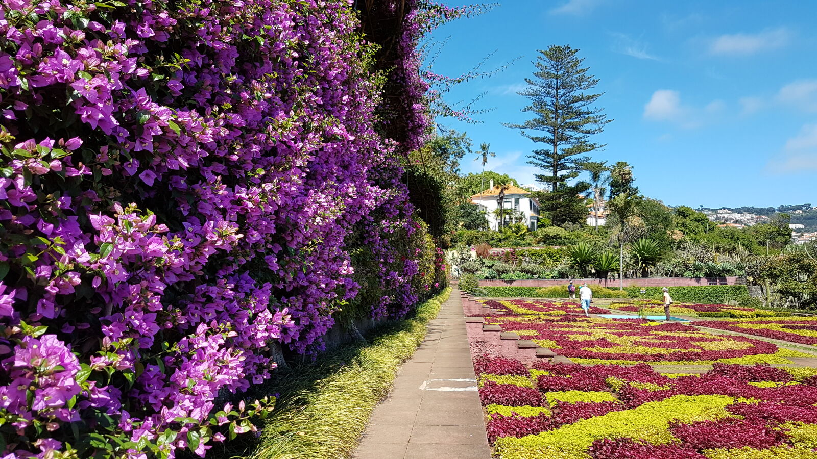 Samsung Galaxy S7 sample photo. Botanic, garden, madeira photography