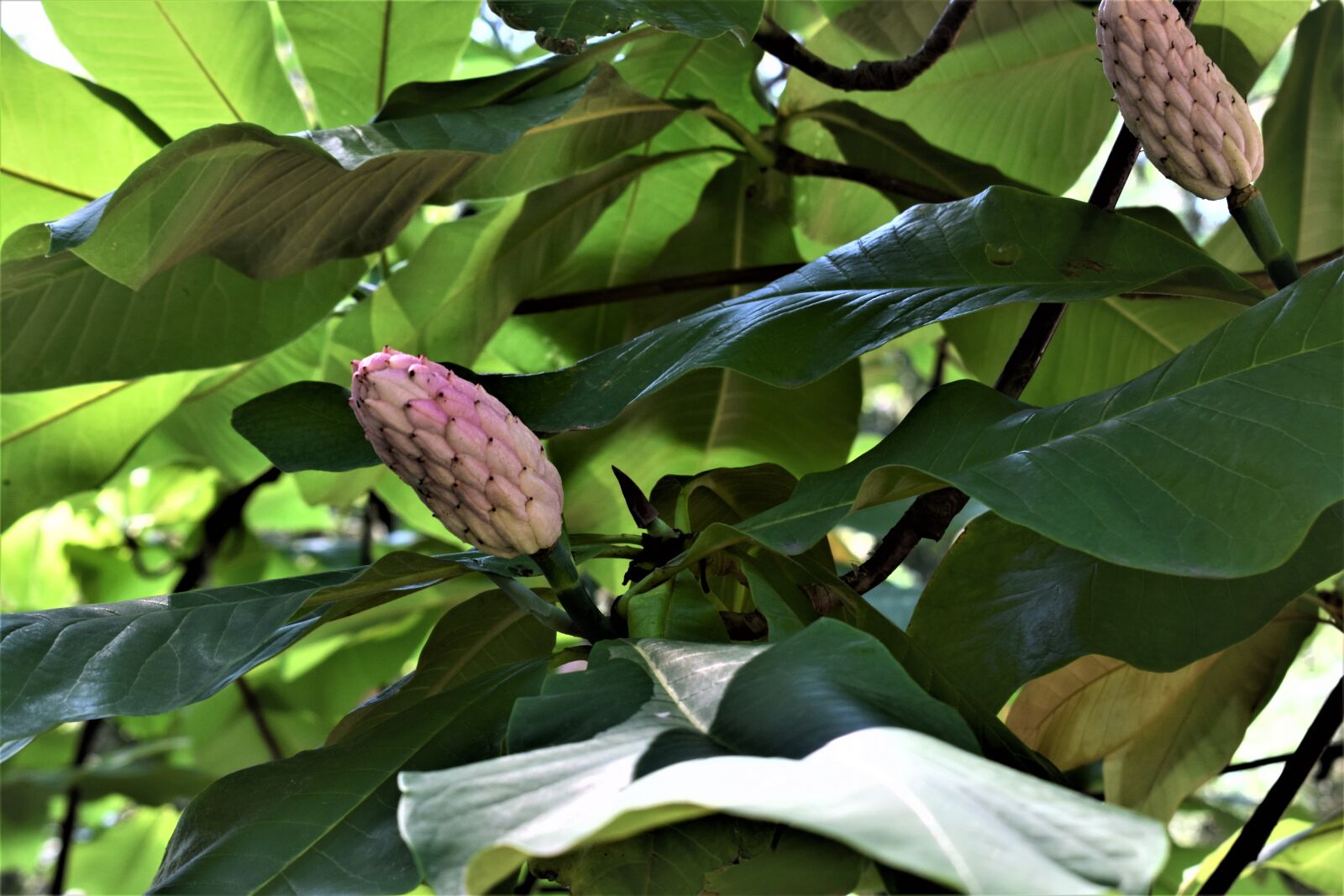 Nikon D3300 sample photo. Tree, flower, plant photography