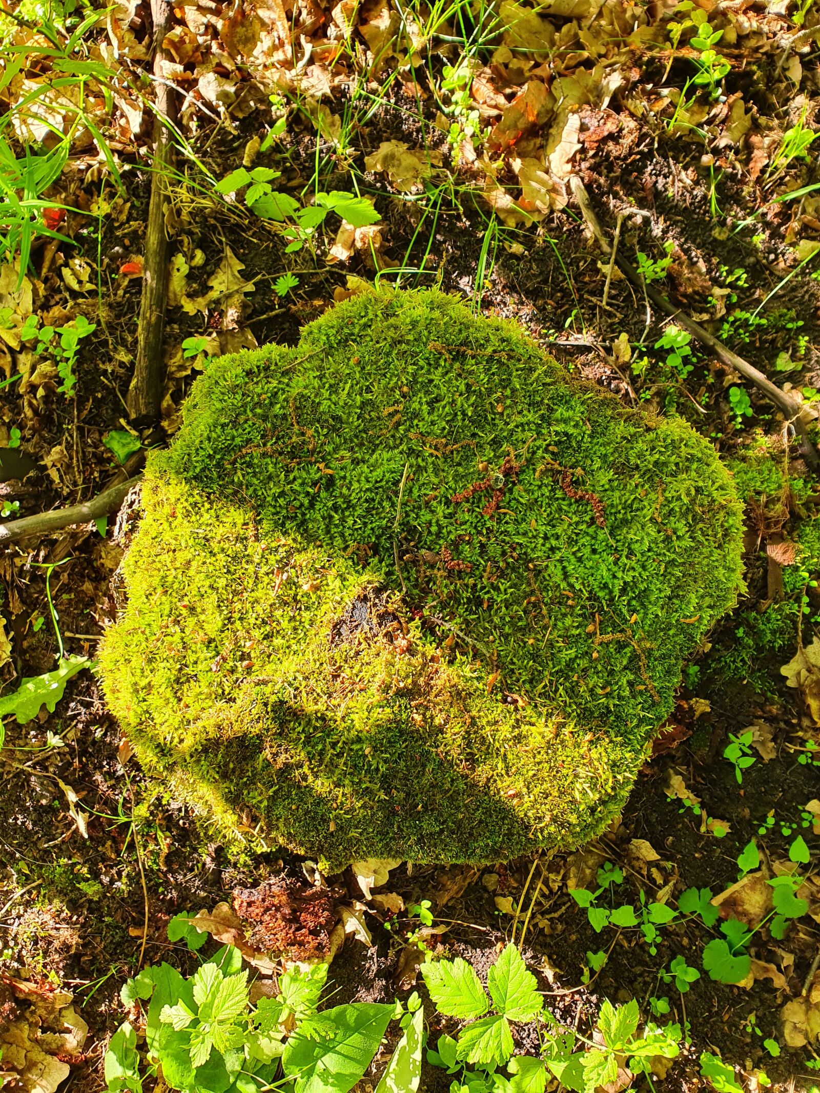 Samsung Galaxy S10 sample photo. Forest, stump, moss photography